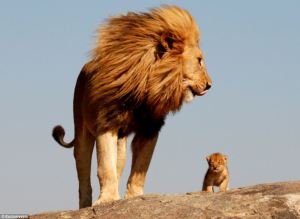 Lion with son